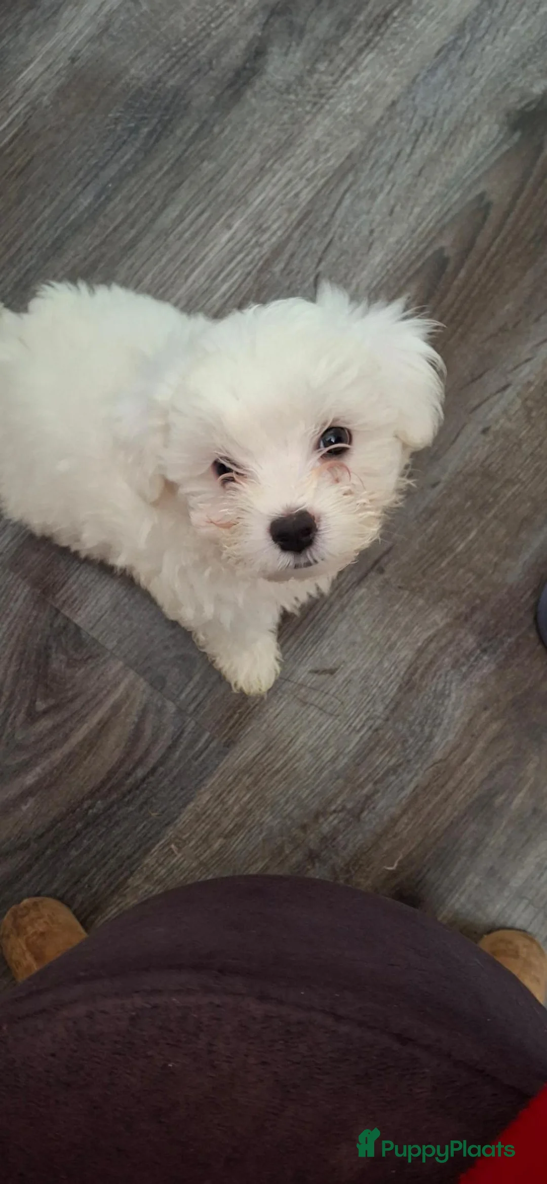 Maltezer honden te koop: Twee prachtige pups van 8 weken oud te koop - Advertentie 1