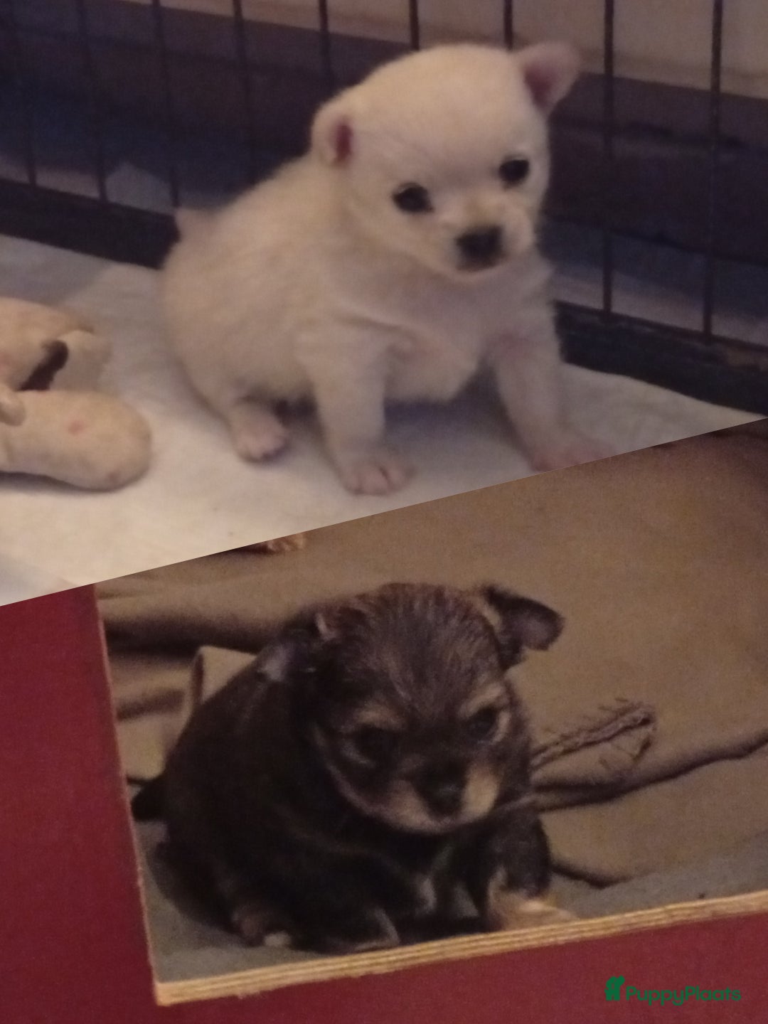 Kruising honden te koop: zeer mooie kruising pomchi nog 1 beschikbaar  - Advertentie 2