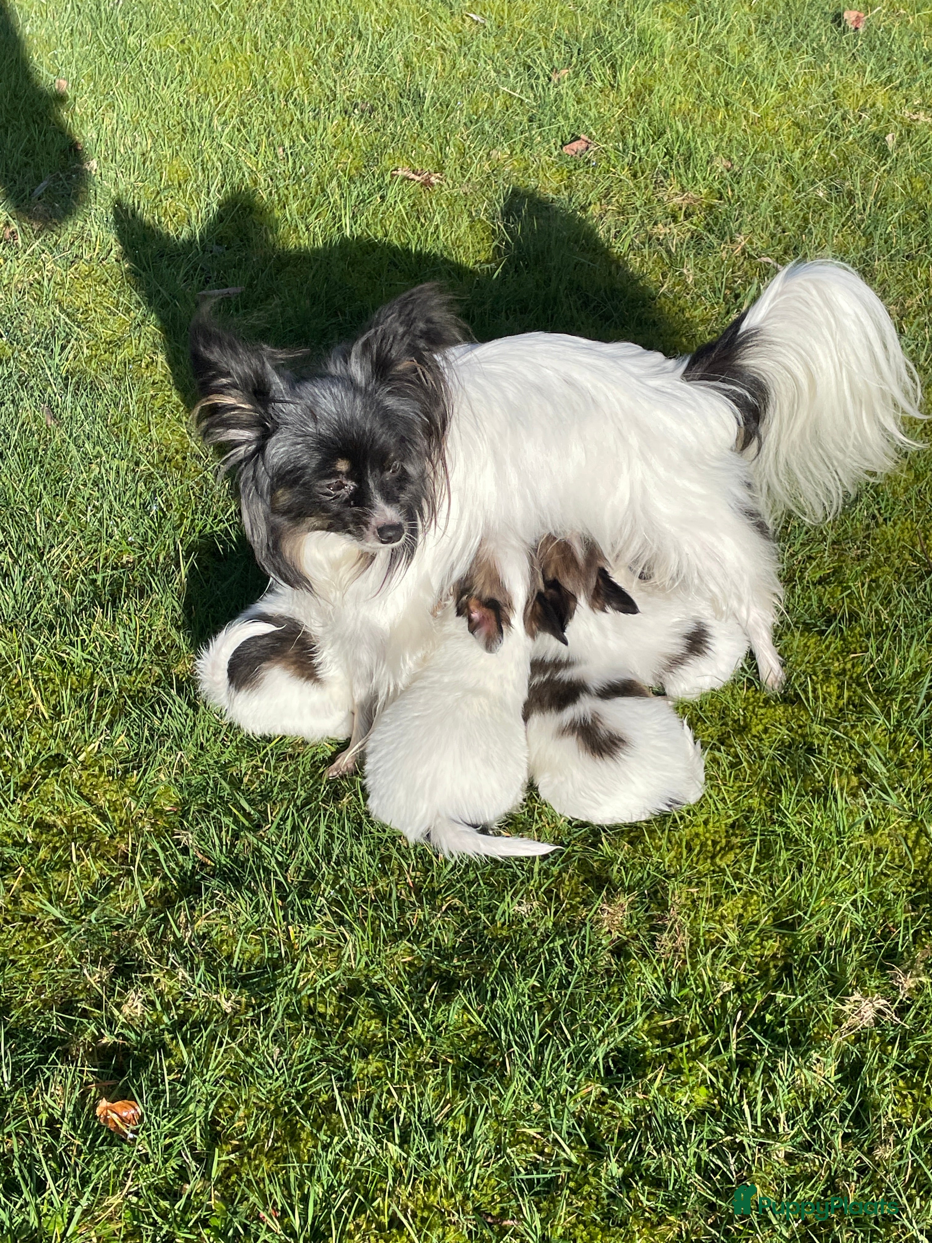 Vlinderhondje honden te koop: Prachtige Vlinderhondjes  - Advertentie 1