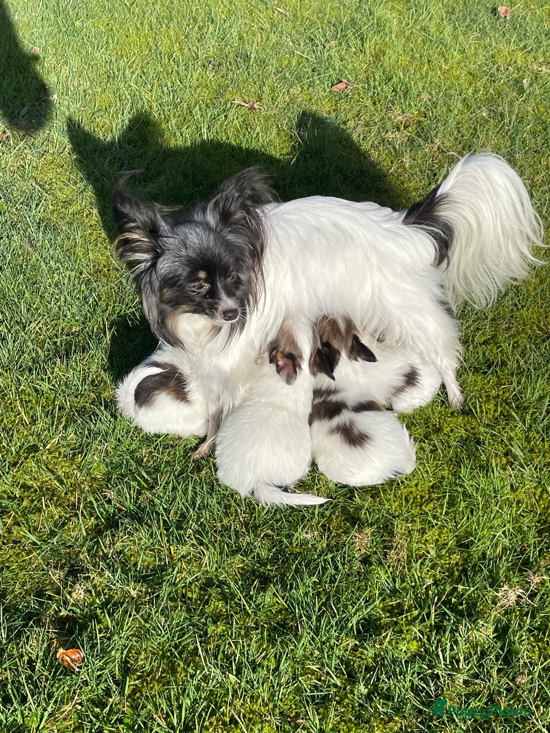 Vlinderhondje honden te koop: Prachtige Vlinderhondjes  - Advertentie 1