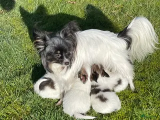 Vlinderhondje honden te koop: Prachtige Vlinderhondjes - Advertentie 1