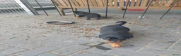 Rottweiler honden te koop: Rottweiler pups - Advertentie 16