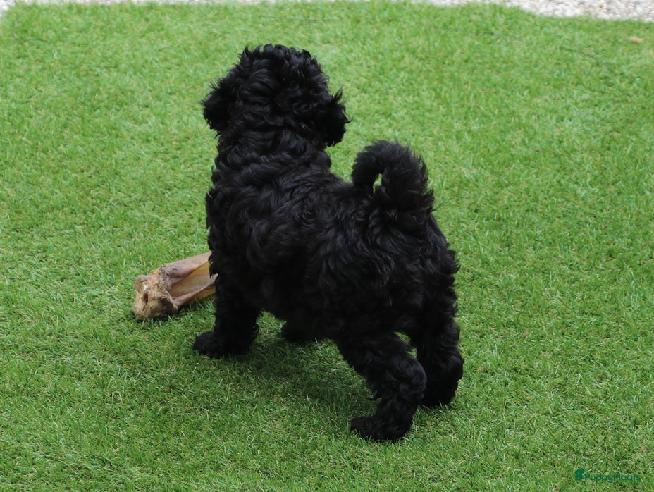 Aussiedoodle honden werd doodle pups beschikbaar  - Advertentie 2