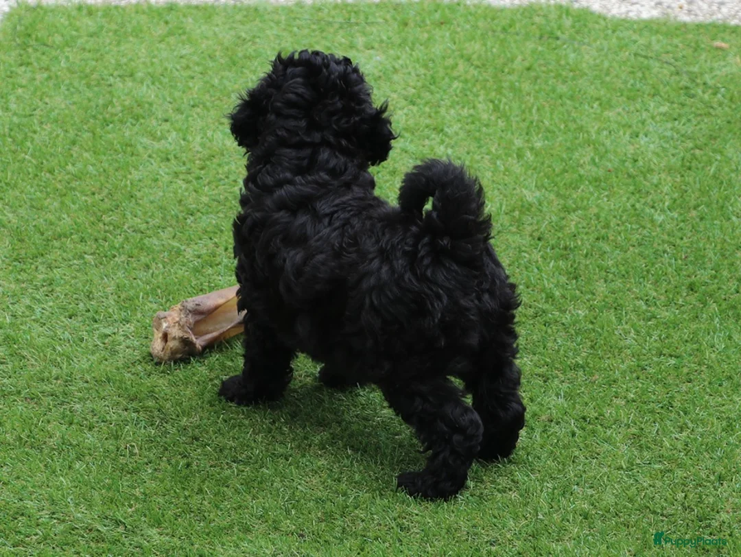 Aussiedoodle honden te koop: werd doodle pups beschikbaar  - Advertentie 2