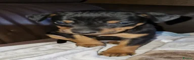Dwergpinscher Puppy 2