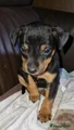 Dwergpinscher Puppy 2