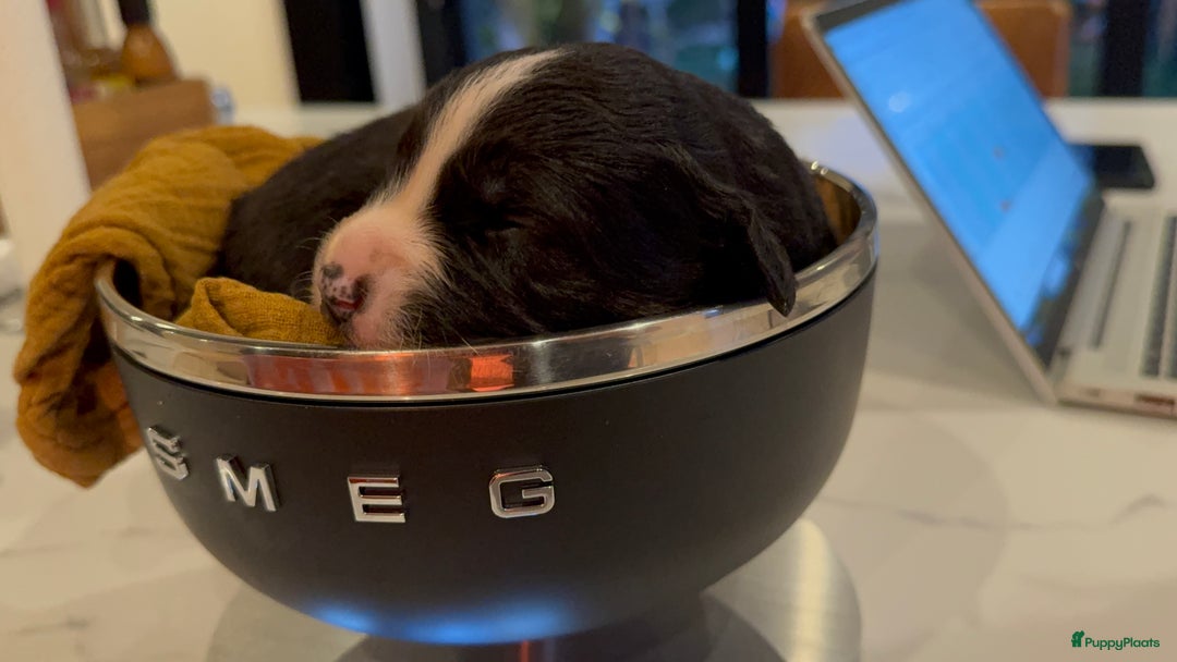 Australian Shepherd honden te koop: Prachtig en gezond nestje Australian Shepherds  - Advertentie 5