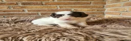 Labradoodle honden te koop: Nog 4 Mini Labradoodle pups beschikbaar.  - Advertentie 2