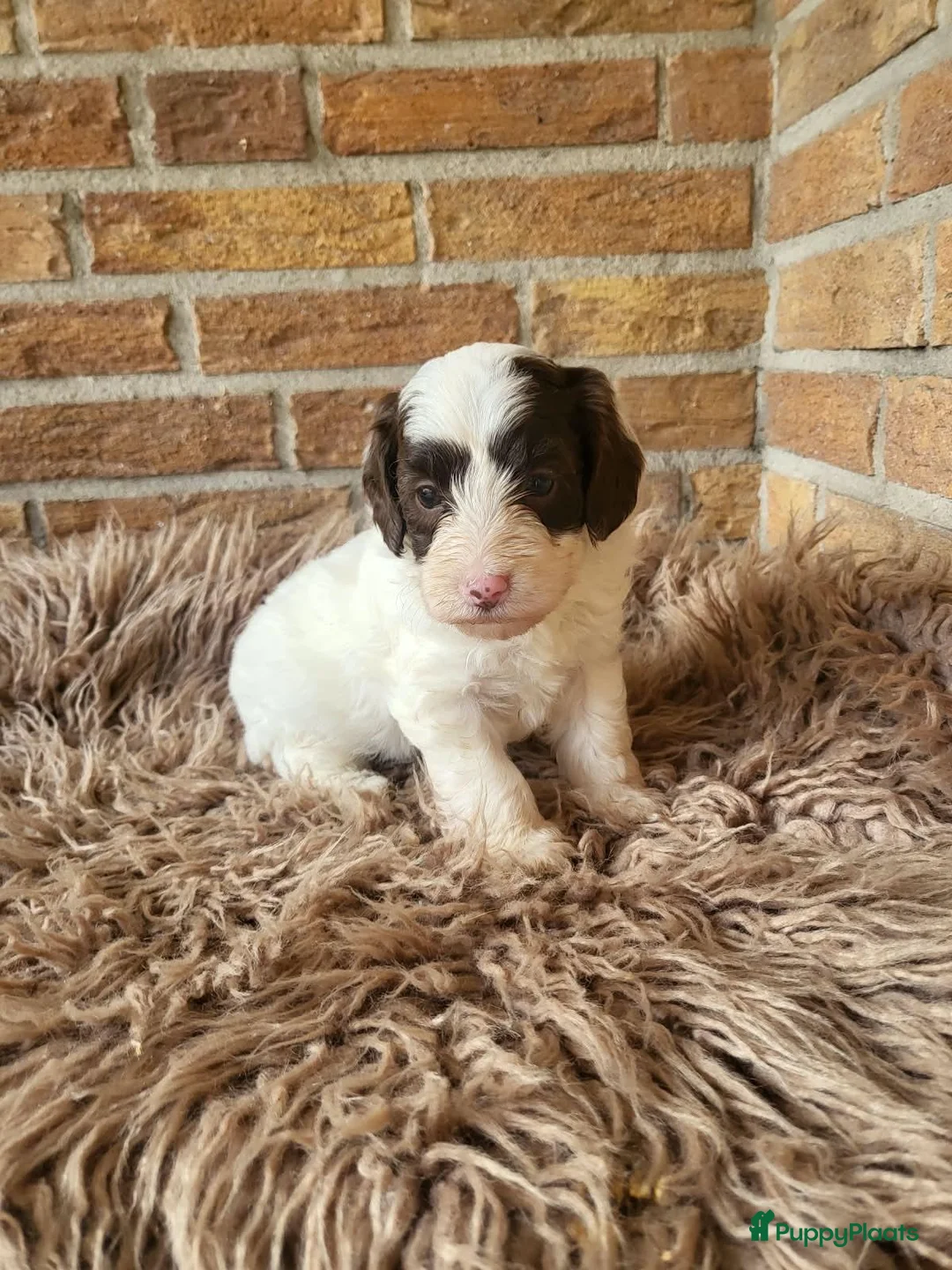 Labradoodle honden te koop: Nog 4 Mini Labradoodle pups beschikbaar.  - Advertentie 2