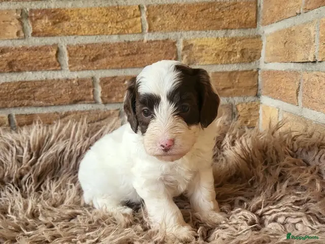 Labradoodle honden Nog 4 Mini Labradoodle pups beschikbaar. - Advertentie 2
