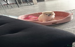 Nederlandse Schapendoes honden te koop: Boomer/pomeranian breed  - Afbeelding 4