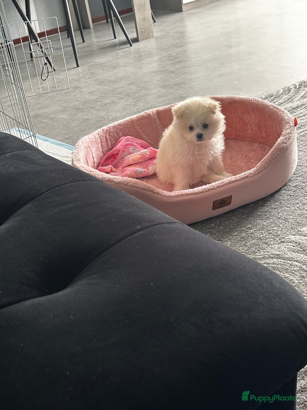 Nederlandse Schapendoes honden te koop: Boomer/pomeranian breed  - Afbeelding 4