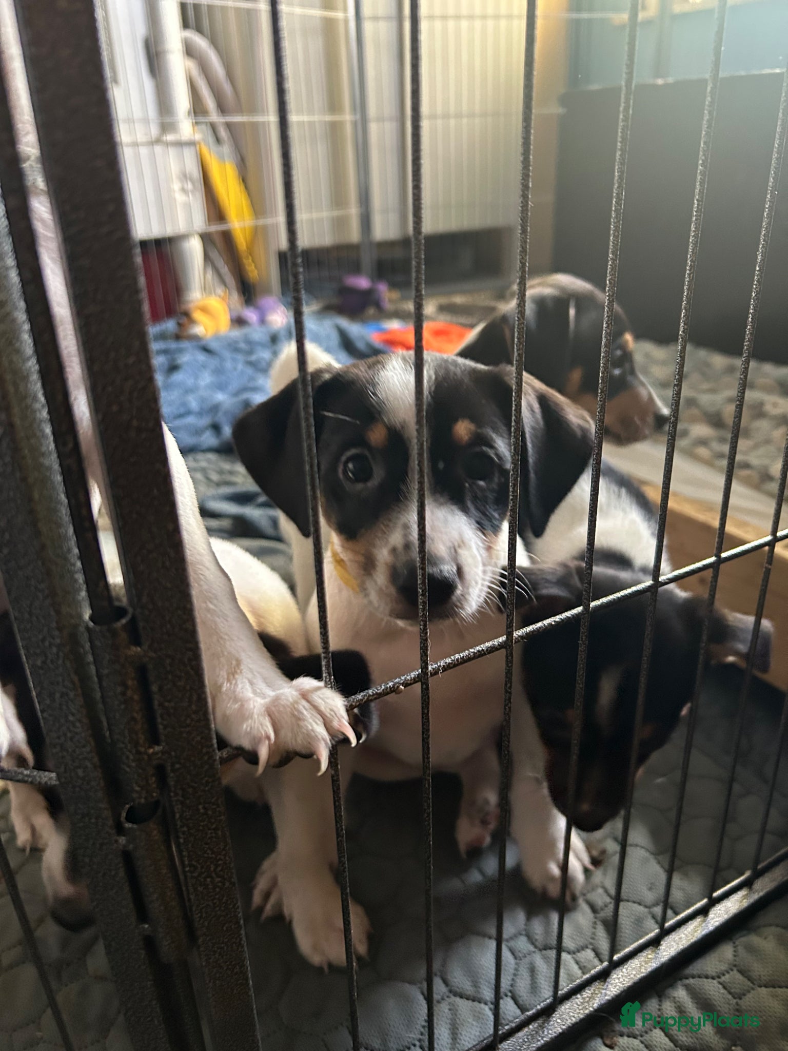 Boerenfox honden te koop: Boerenfox pups in Zuid-Beijerland - Advertentie 3