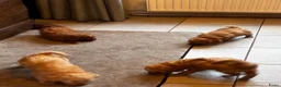 Labradoodle honden te koop: Labradoodle pups Medium - Advertentie 10