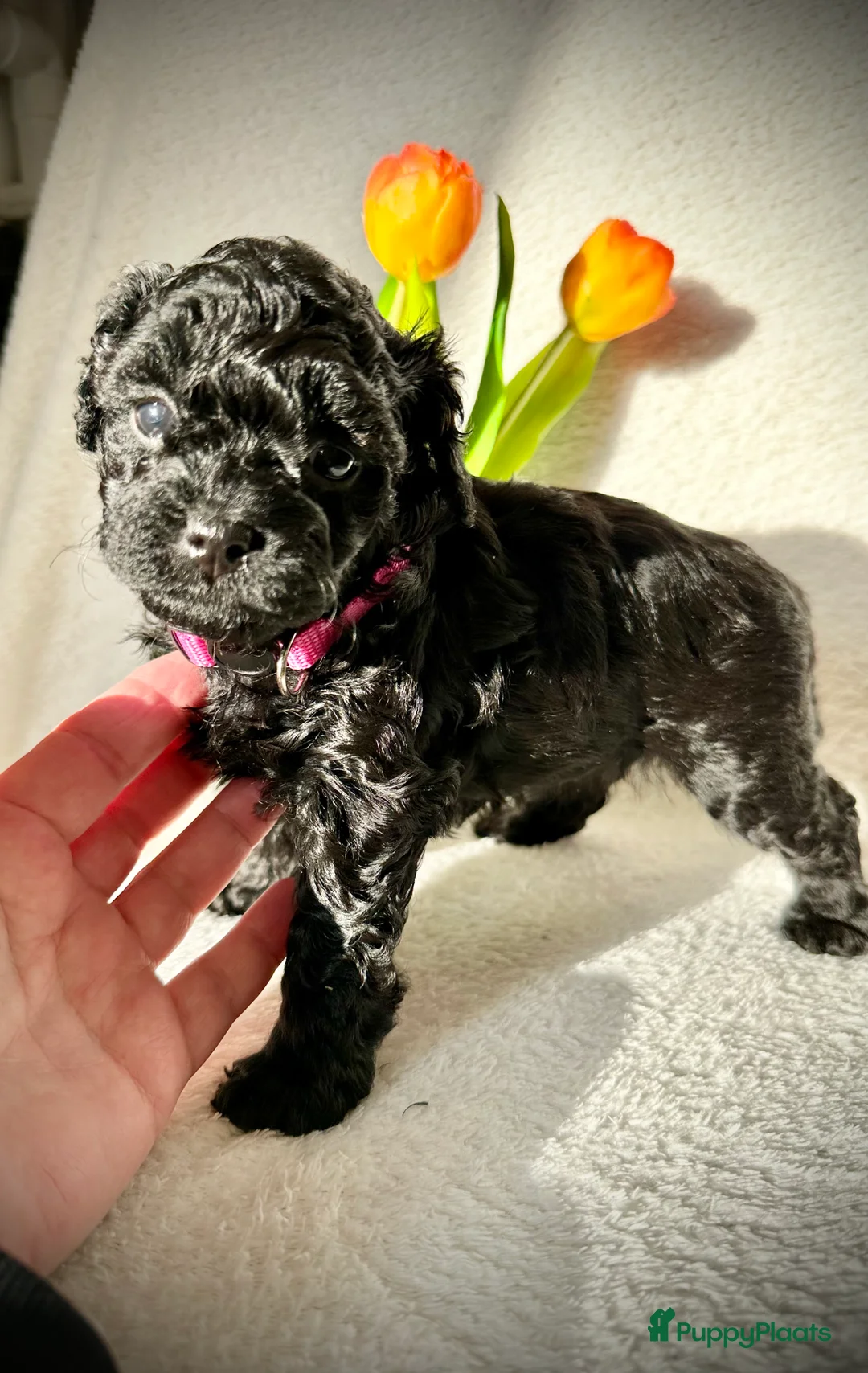 Poedel Toy honden te koop: Toypoedel pups (mini toypoedel) toypoodle puppy’s  - Advertentie 2