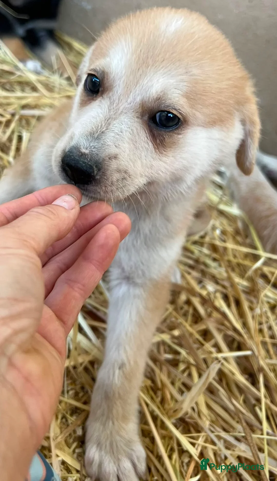 Kruising honden ter adoptie: cindy wat een lieve geweldige leuke pup  - Advertentie 9