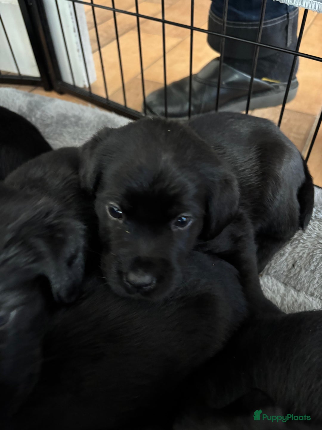 Kruising honden te koop: Puppy’s te koop – Labrador x Riesenschnauzer mix - Advertentie 8