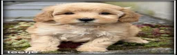 Maltipoo honden te koop: Maltipoo F1b pups - Advertentie 9