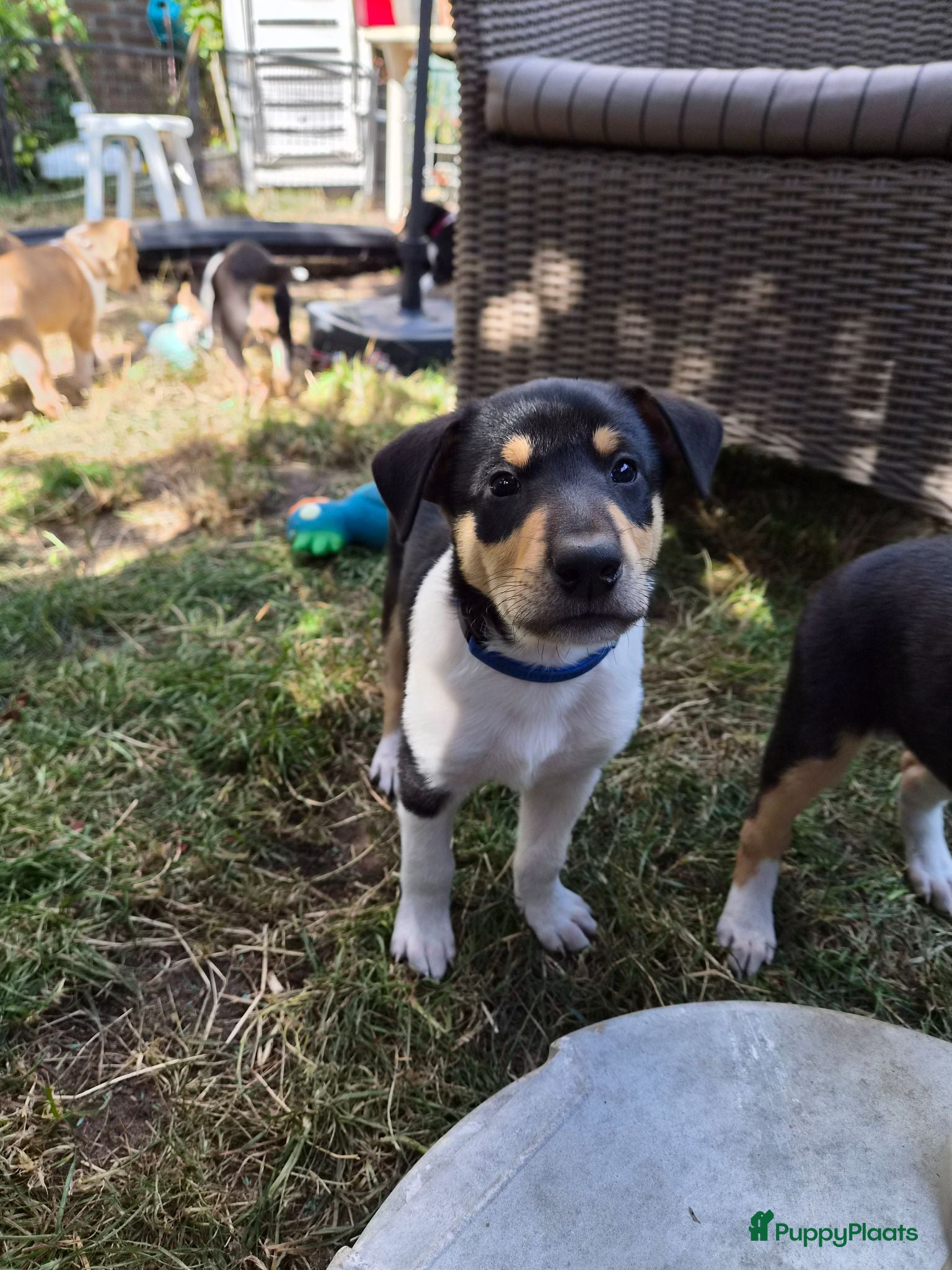 Schotse Herdershond korthaar honden Schotse herdershond korthaar pups - Advertentie 1