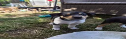 Schotse Herdershond korthaar honden te koop: Schotse herdershond korthaar pups - Advertentie 5