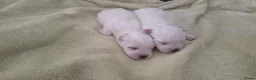 Maltezer honden te koop: Maltezer pups. Rasecht. Vader en moeder aanwezig - Advertentie 5