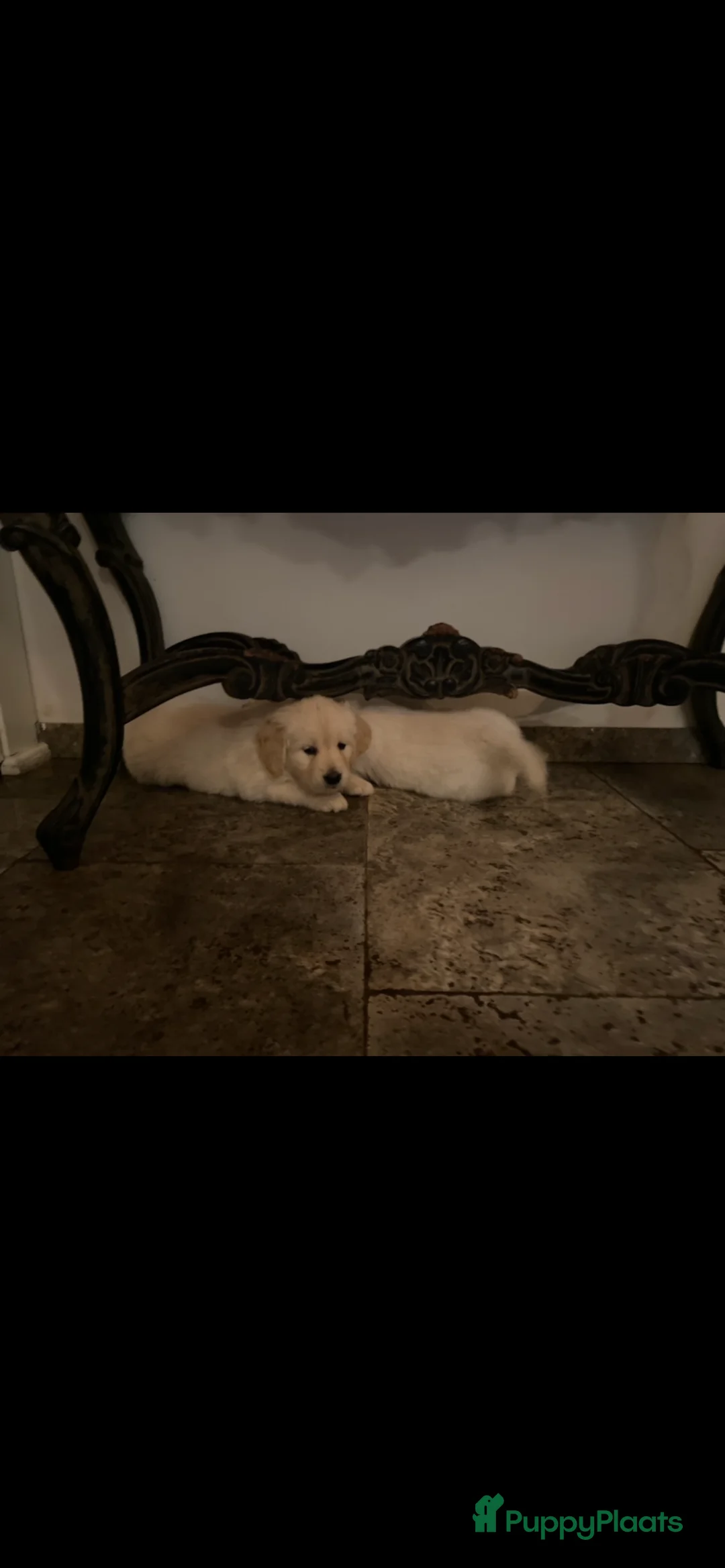 Golden Retriever honden te koop: Golden retiever pups - Advertentie 11