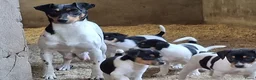 Fox Terriër Gladhaar honden te koop: boerenfox puppy's  - Advertentie 2