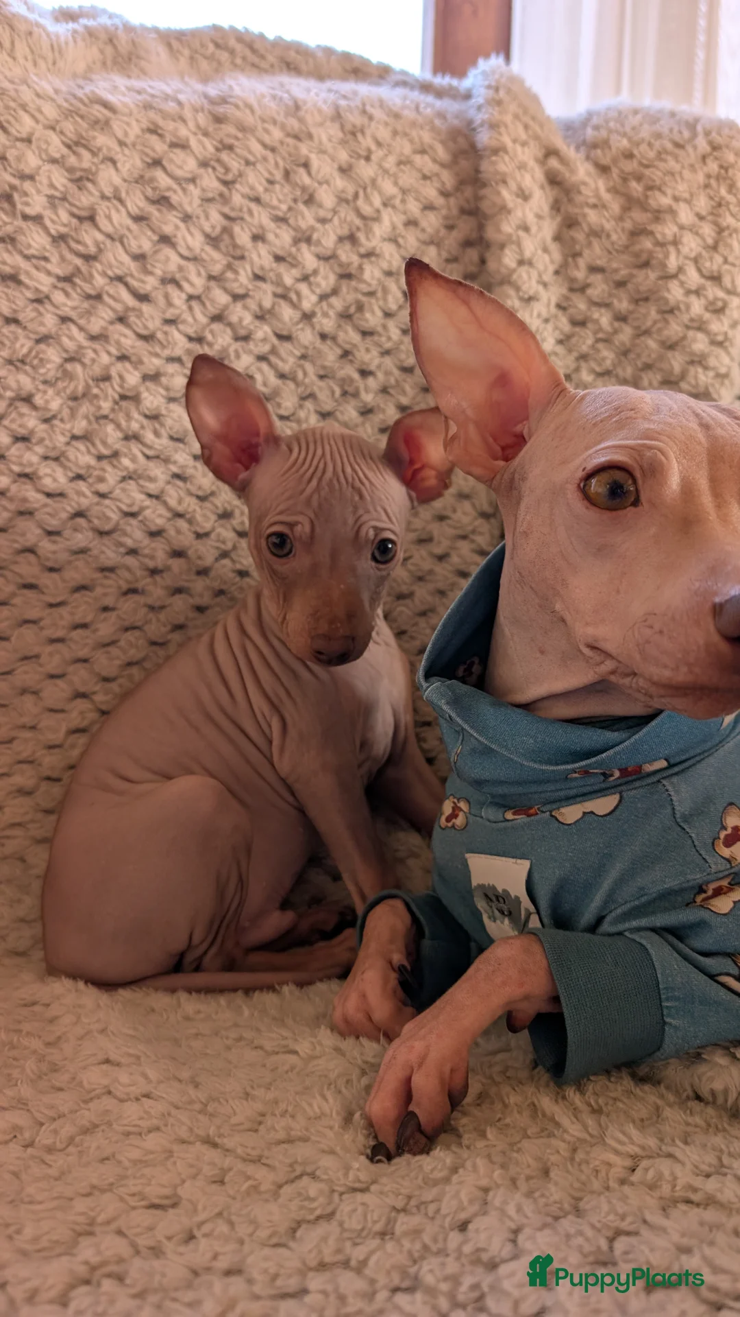 Amerikaanse Naakthond honden te koop: Amerikaanse naakthonden  - Advertentie 2