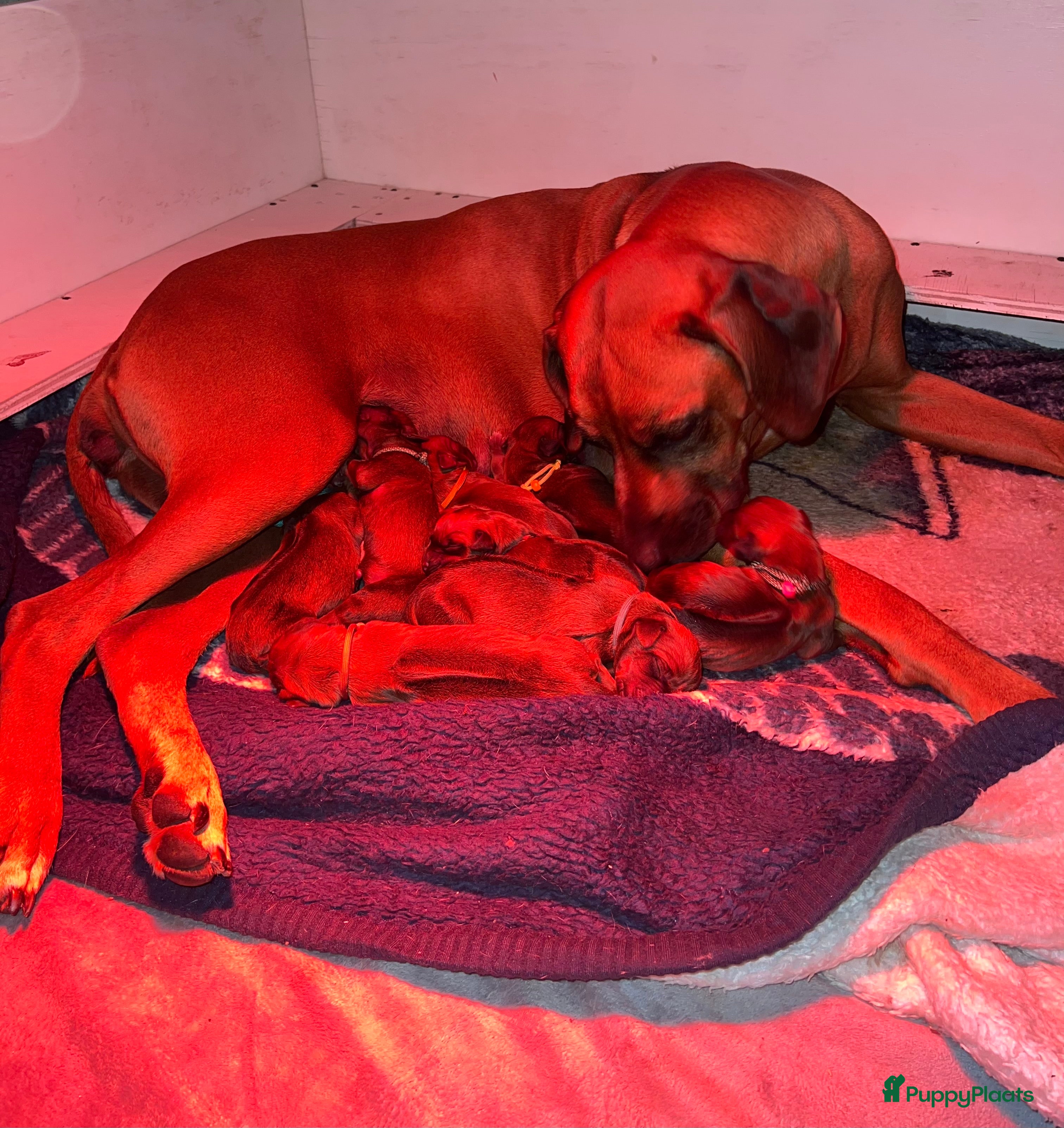 Rhodesian Ridgeback honden Rhodesian Ridgeback pups - Advertentie 5