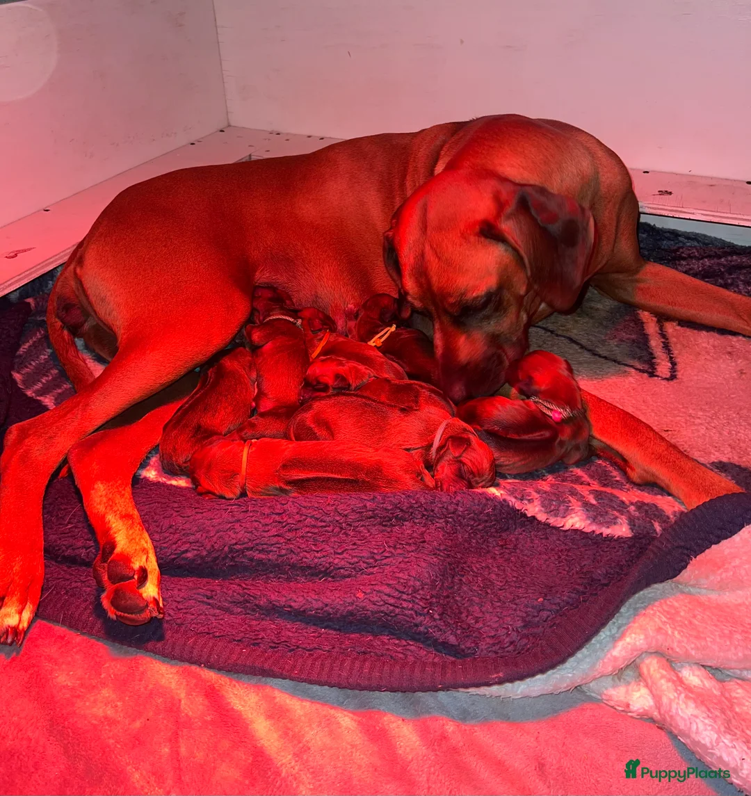 Rhodesian Ridgeback honden te koop: Rhodesian Ridgeback pups - Advertentie 1