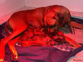 Rhodesian Ridgeback honden Rhodesian Ridgeback pups - Advertentie 5
