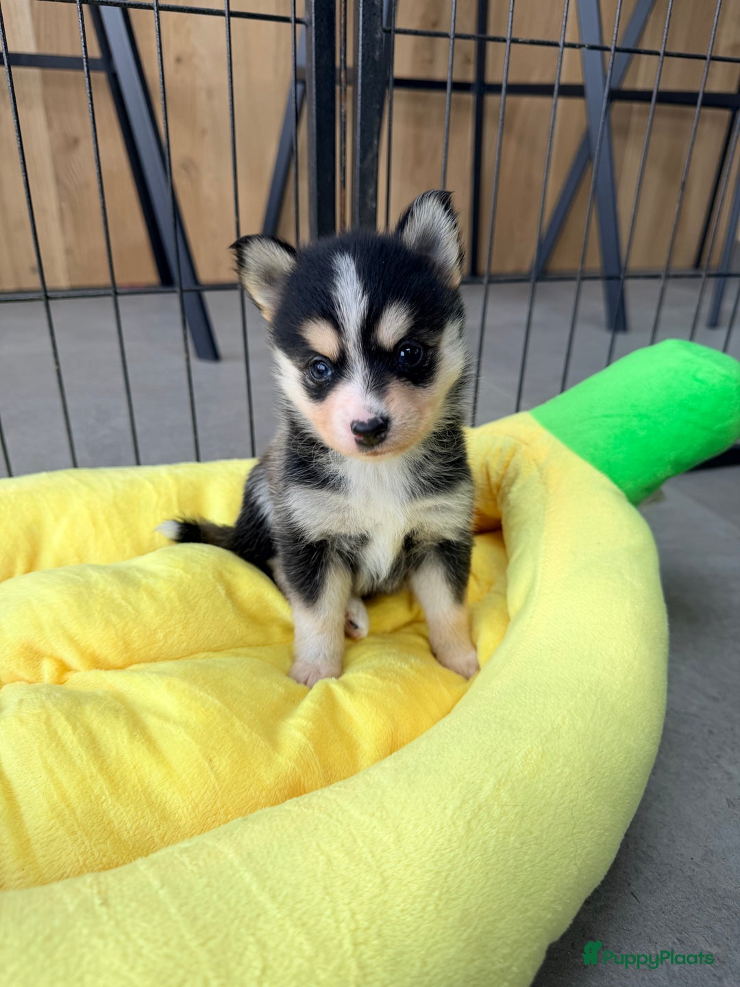 Kruising honden te koop: Prachtige Pomsky pups, in huis opgegroeid - Advertentie 13