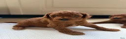 Poedel Toy honden te koop: Lieve rode toypoedel pups zoeken een warm thuis - Advertentie 3