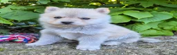 Kruising honden te koop: Pomsky x shiba inu (1/4) pups - Advertentie 4
