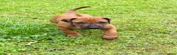 Rhodesian Ridgeback honden te koop: Rhodesian Ridgeback puppy's - Advertentie 14