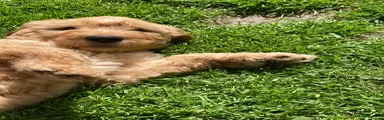 Australian Labradoodle Puppy 2