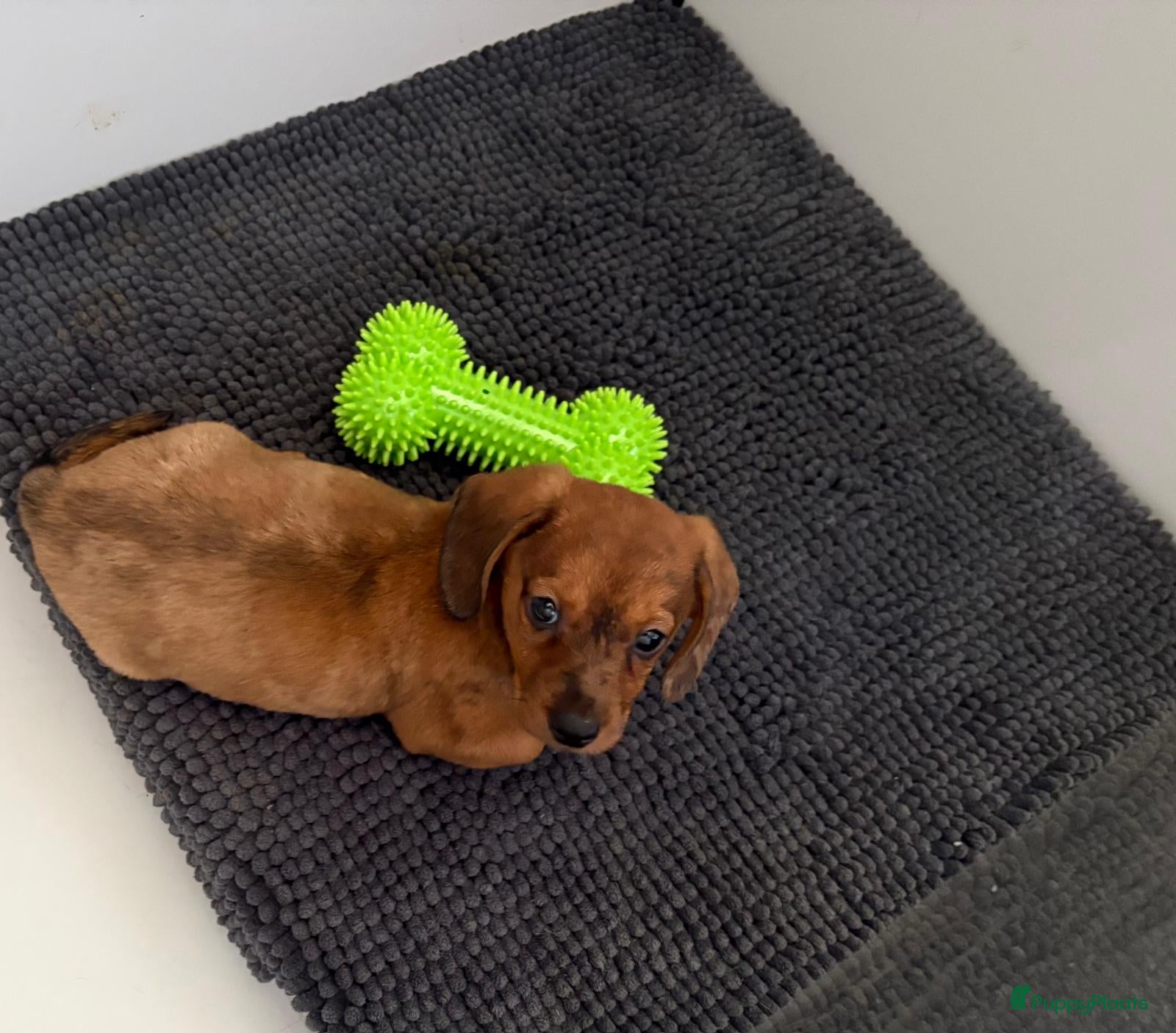 Teckel (korthaar)  honden Teckel pup - Advertentie 14