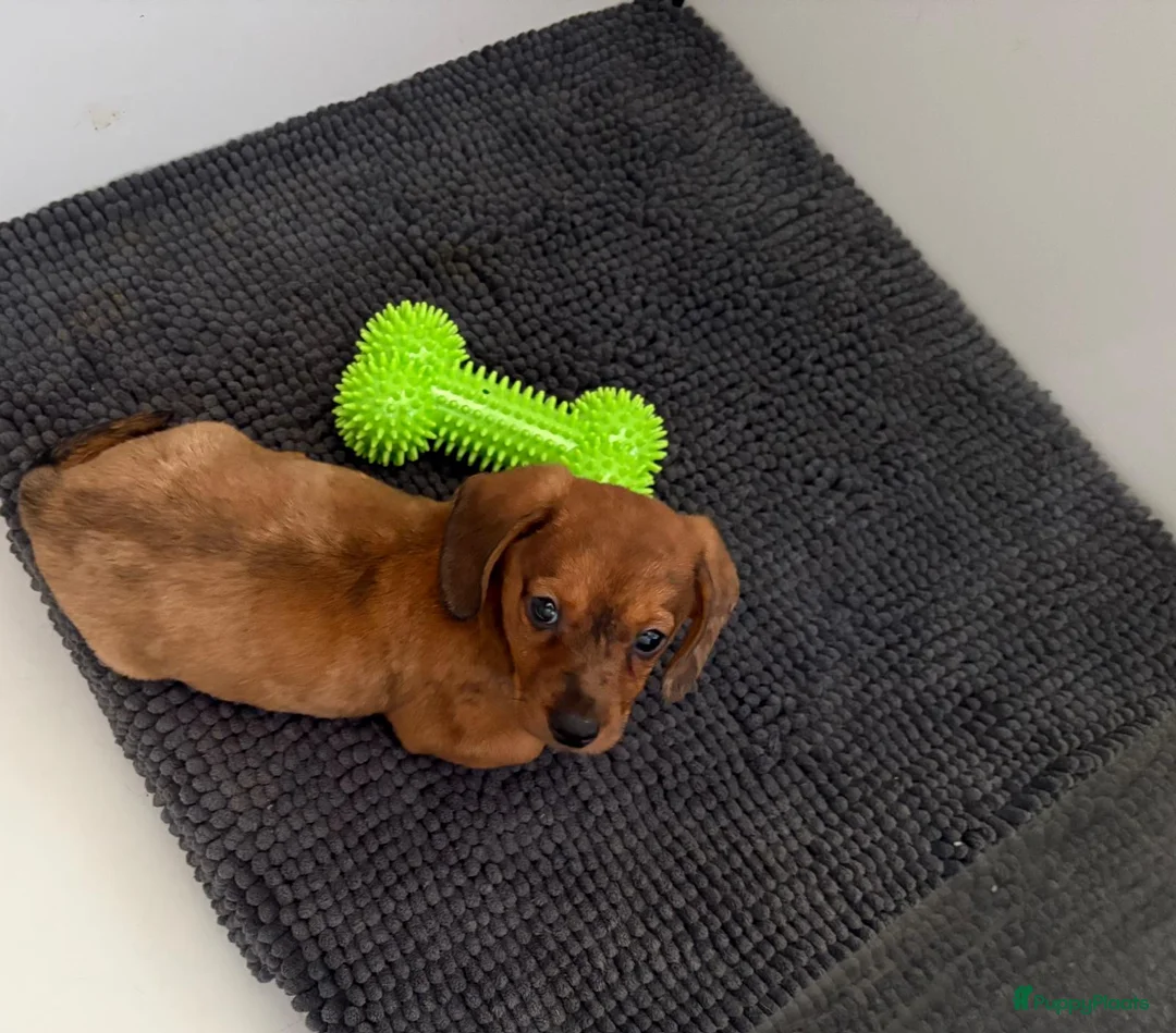 Teckel (korthaar)  honden te koop: Teckel pup - Advertentie 1