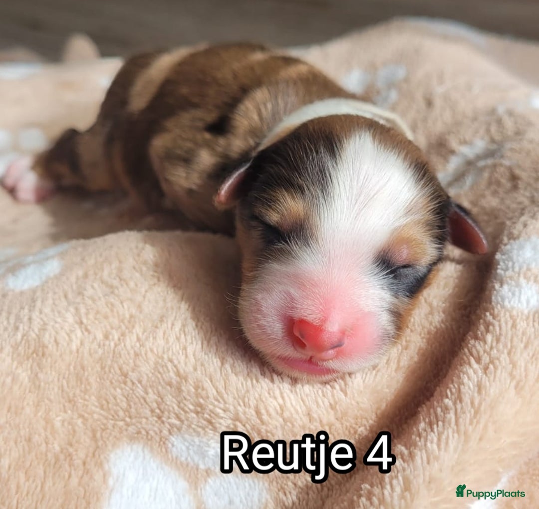 Australian Shepherd honden te koop: Australian Shepherd puppies geboren!  - Afbeelding 8