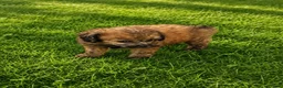 Poedel Toy honden te koop:  4  toy poedel pupjes reutjes een gereserveerd  - Advertentie 3