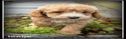 Maltipoo honden te koop: Maltipoo F1b pups - Advertentie 17