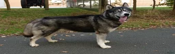 Siberische Husky honden te koop: Siberische husky pups - Advertentie 2
