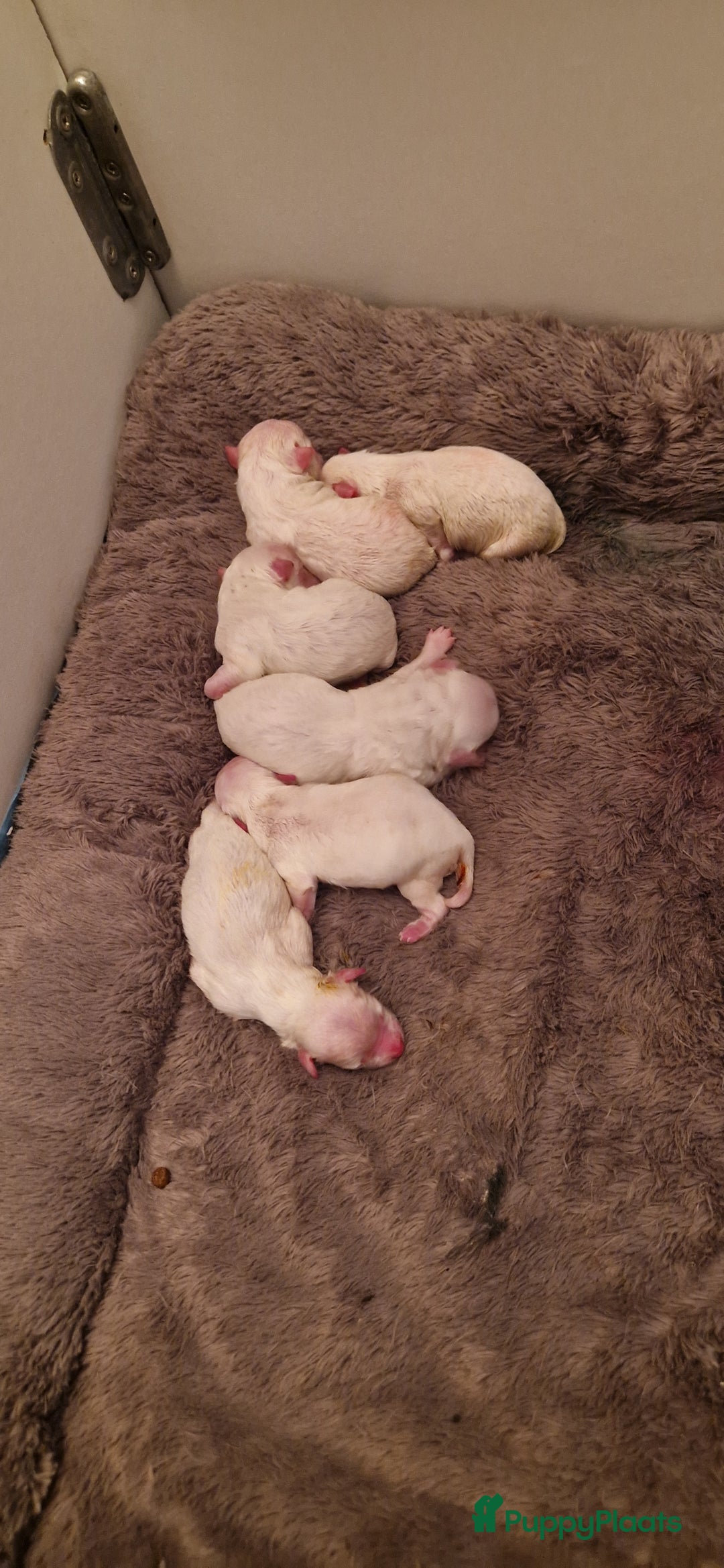 Maltezer honden te koop: Prachtige Maltezer pups - Advertentie 3