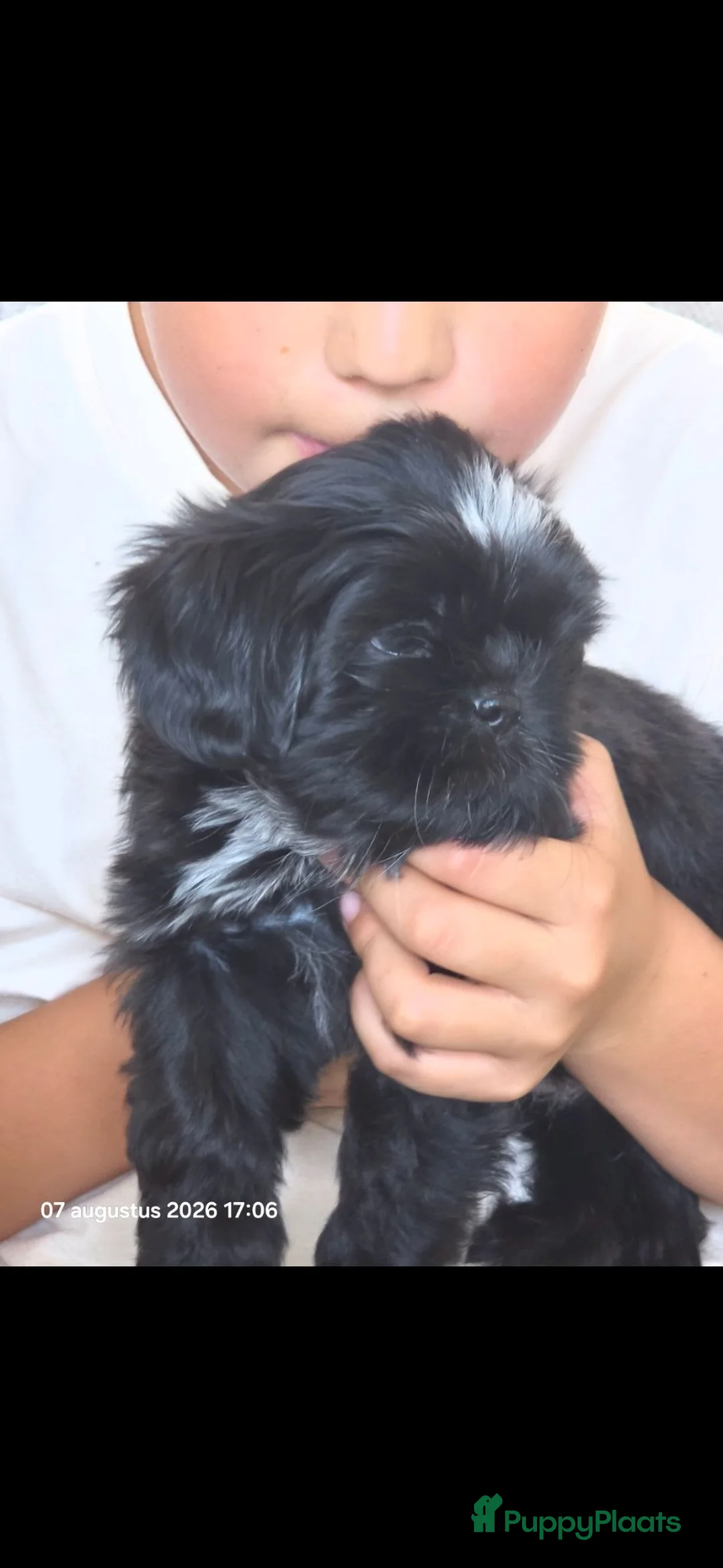 Shih Tzu honden te koop: Mooie lieve shih tzu pup mag het nest verlaten. - Advertentie 8