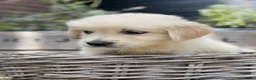 Golden Retriever honden te koop: Golden retriever pups - Advertentie 8