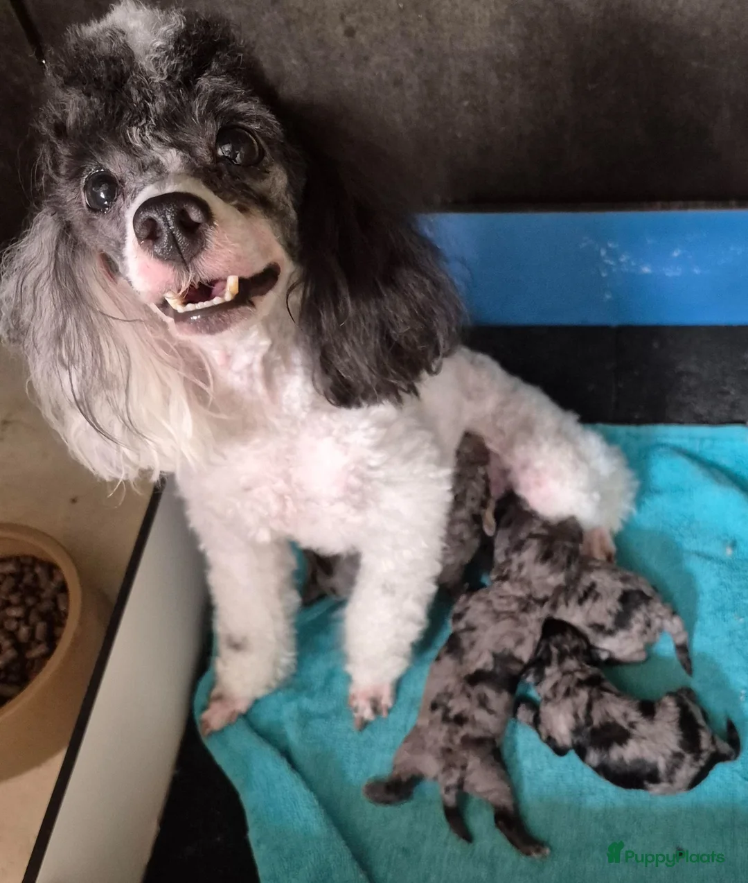 Dwergpoedel honden te koop: Schitterende Merle dwerg poedel pups - Advertentie 1