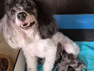 Dwergpoedel honden Schitterende Merle dwerg poedel pups - Advertentie 2