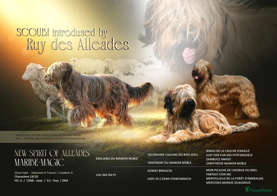 Briard honden te koop: De pups van Briard zoeken een lief en goed gezin. in Eijsden - Advertentie 3