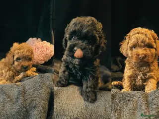 Poedel Toy honden toy poedel raszuiver - Advertentie 15