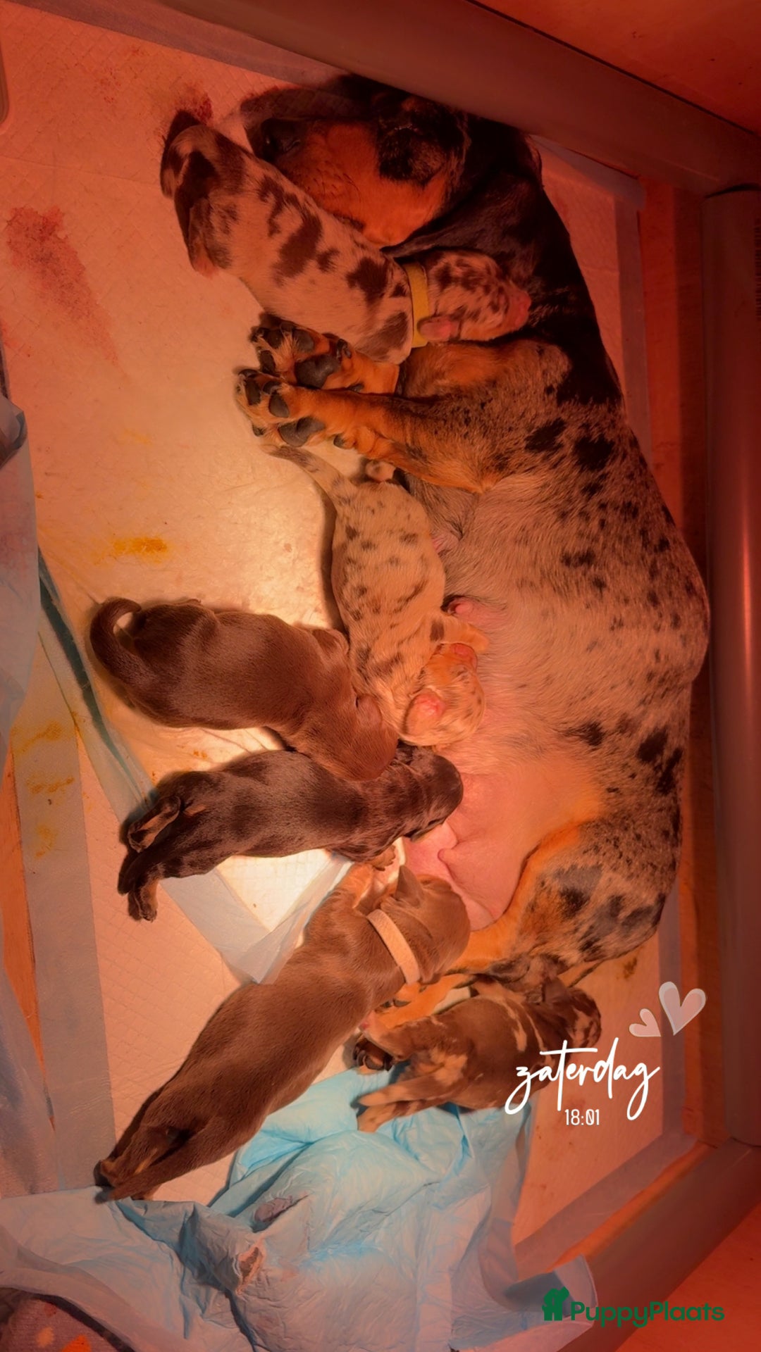 Teckel (korthaar)  honden te koop: Teckel puppy’s  - Advertentie 17